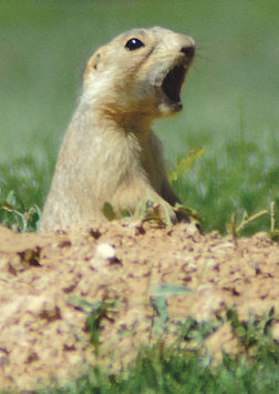 A prairie dog warns his fellow villagers of possible danger in their field behind the Mesa Verde Inn Tuesday afternoon. The U.S. Fish and Wildlife Service is considering a proposal to place the Gunnisons prairie dog, which lives in the Four Corners, on the endangered species list.